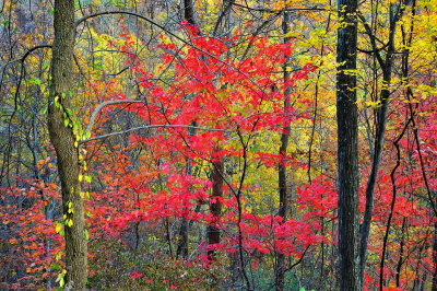  Amicalola Falls SP_04.JPG