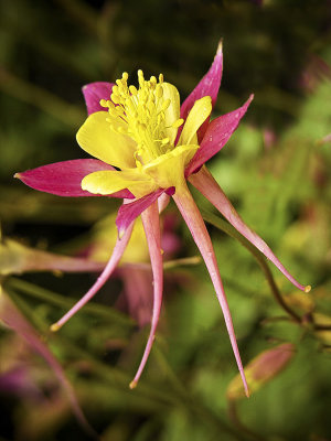 Buchart Gardens.JPG