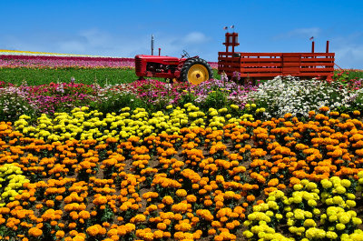 The Flower Fields.jpg