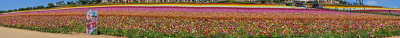 Flower Field_Panorama1-19.jpg