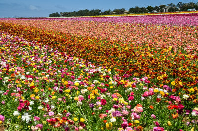 The Flower Fields_09-6.jpg