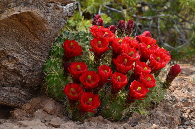 Desert Color.jpg
