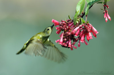 Fire-Tailed Sunbird 4