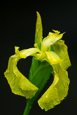 On a rainy morning
