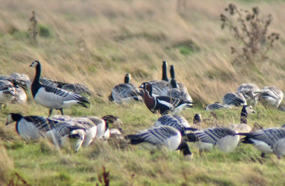 Rödhalsad gås-Red-breasted Goose- ( Branta ruficollis)