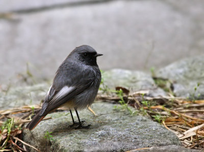 Svart rdstjrt - Black Redstart ( Phoenicurus ochruros) 