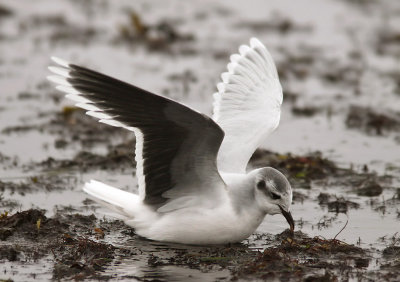 Dvrgms - Little Gull (Hydrocoloeus minutus)