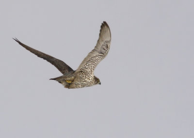 Jaktfalk - Gyr Falcon (Falco rusticolus)