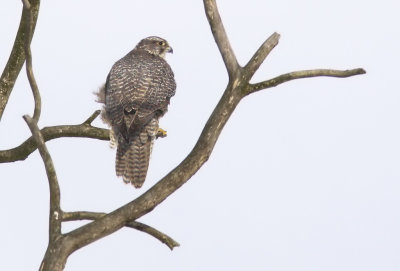 Jaktfalk - Gyr Falcon (Falco rusticolus)