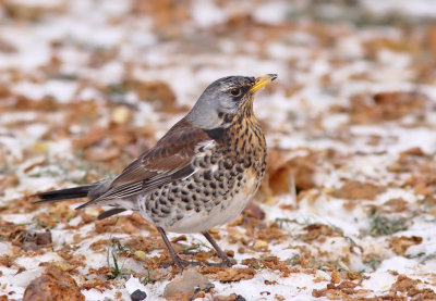 Bjrktrast - Fieldfare (Turdus pilaris) 