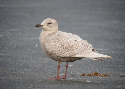 Vitvingad trut - Iceland Gull (Larus glaucoides)