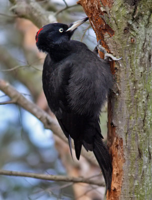 Spillkrka -  Black Woodpecker (Dryocopus martius) 