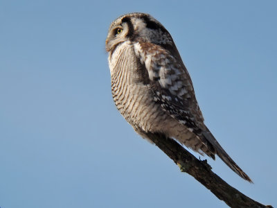 Hkuggla - Hawk Owl (Surnia ulula) 