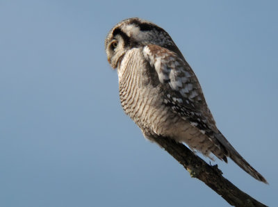 Hkuggla - Hawk Owl (Surnia ulula) 