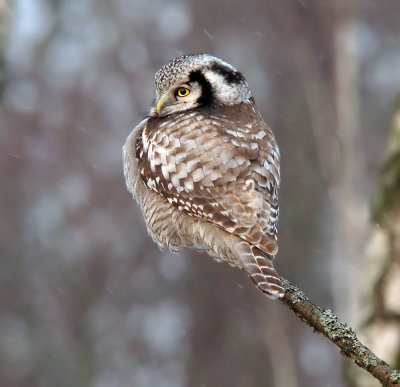 Hkuggla - Hawk Owl (Surnia ulula)