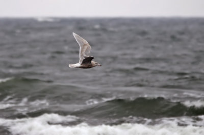Vittrut - Glaucous Gull (Larus hyperboreus) 