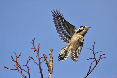 Mindre hackspett - Lesser Spotted Woodpecker (Dendrocopos minor) 