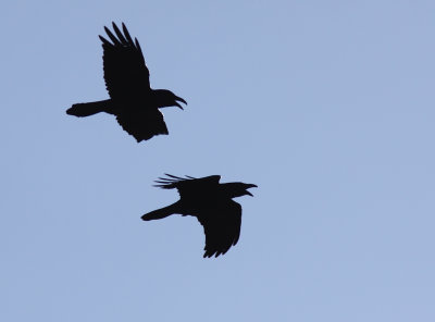 Common Raven - Korp (Corvus corax )