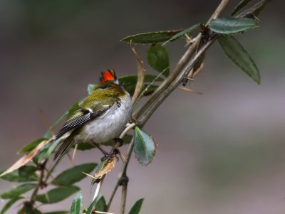 Brandkronad kungsfgel - Firecrest (Regulus ignicapillus)