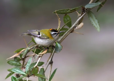 Brandkronad kungsfgel - Firecrest (Regulus ignicapillus)