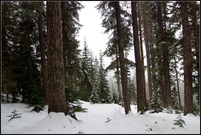 Through the Trees