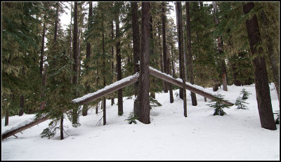 Broken Tree