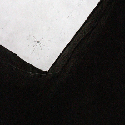 Une araigne au plafond
