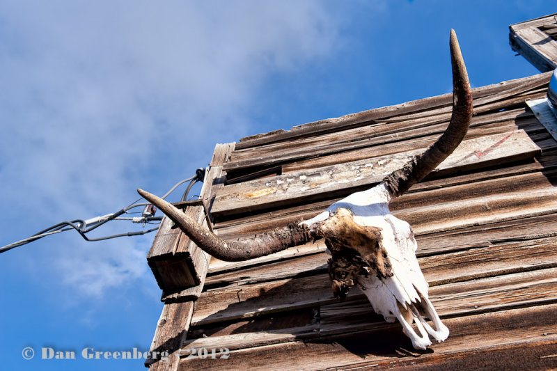 Texas Longhorn on Weathered Wood