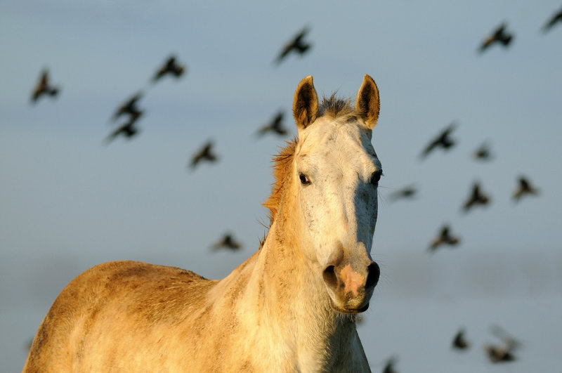 <h5>Horse & Starlings  - סוס וזרזירים</h5>