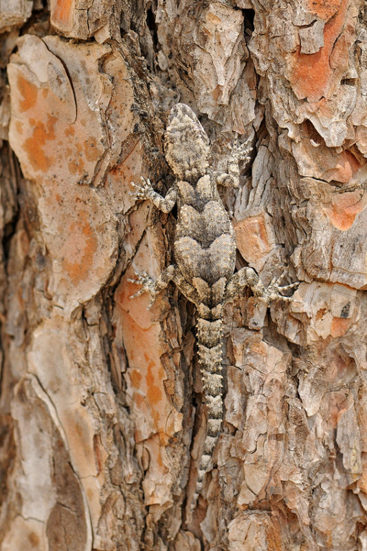 <h5>Gecko - שממית עצים - <i>Cyrtodactylus kotschyi<i></h5>