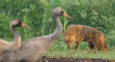 Golden Jackal - תן זהוב - Canis aureus