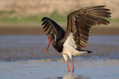 Black Stork - חסידה שחורה - Ciconia nigra