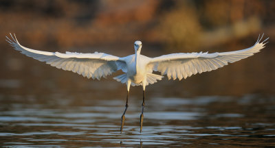 Little Egret - לבנית קטנה - Egretta grazetta