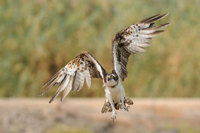  Osprey - שלך -  Pandion haliaetus  