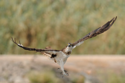 Osprey - שלך -  Pandion haliaetus  