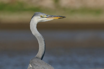 Grey Heron - אנפה אפורה - Ardea cinerea