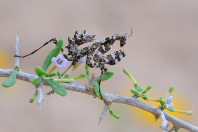 Mantis - גמל שלמה משובץ