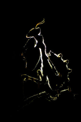 Mantis - גמל שלמה משובץ
