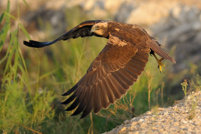 Marsh Harrier - זרון סוף - Circus aeruginosus