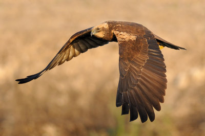 Marsh Harrier - זרון סוף - Circus aeruginosus