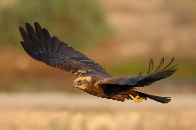 Marsh Harrier - זרון סוף - Circus aeruginosus