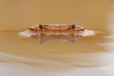 Freshwater crab - סרטן הנחלים - Potamon potamios