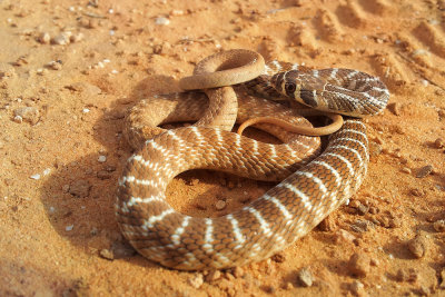 Racer snake - זעמן אוכפים - Coluber Rogersi