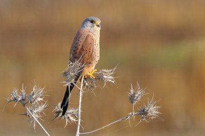 Common Kestrel - בז מצוי - Falco tinnunculus