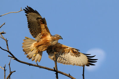 Long-legged Buzzard - עקב עיטי - Buteo rufinus