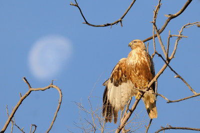 <h5>Long-legged Buzzard - עקב עיטי - <i>Buteo rufinus<i></h5>