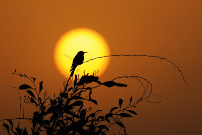 European Bee-eater - שרקרק מצוי - Merops apiaster