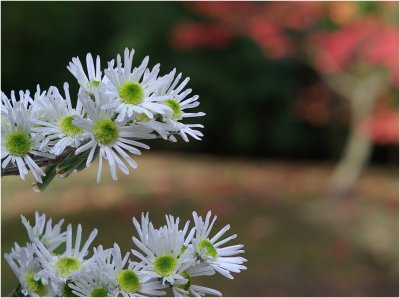 Chrysantenfestival 2012