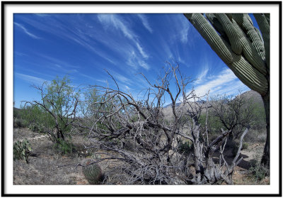 Desert Cycle