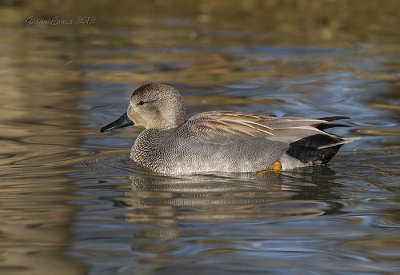Gadwall